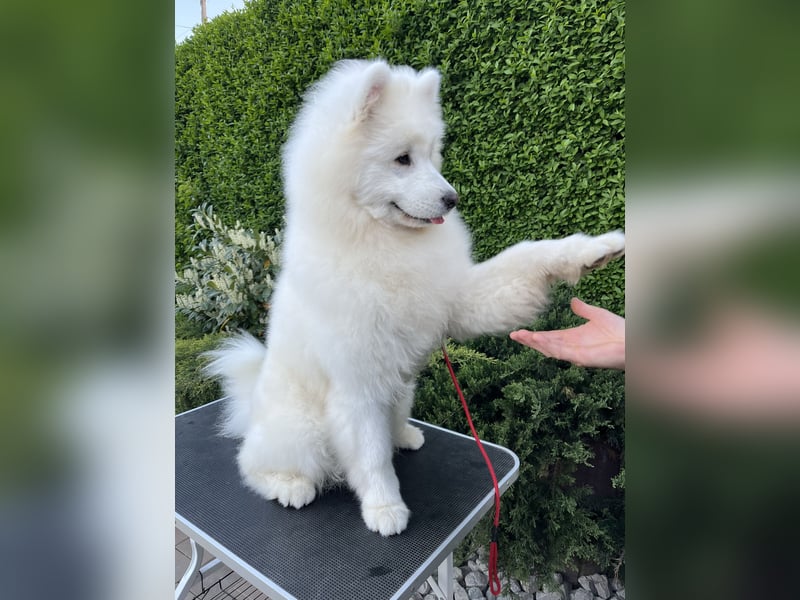 Amadeus Snowcrystals of Victoria