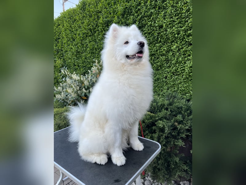 Amadeus Snowcrystals of Victoria