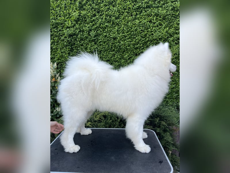 Amadeus Snowcrystals of Victoria