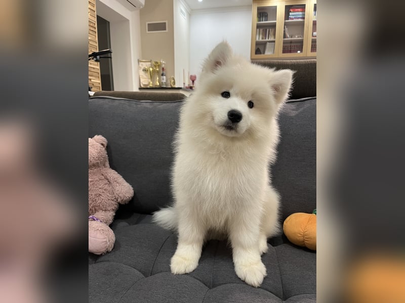 Snowcrystals of Victoria kennel Samojede Welpen