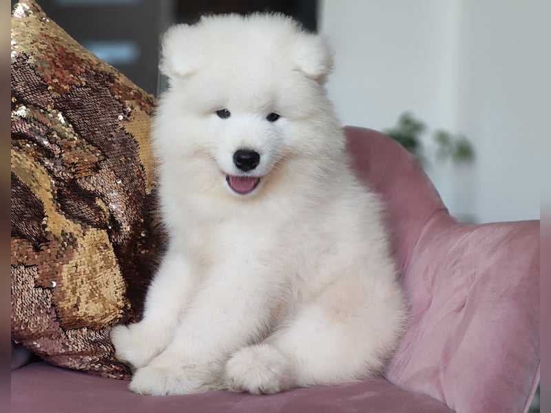 Samojed – besondere welpen aus einer sorgfältig geplanten verpaarung | Monastery of Alias
