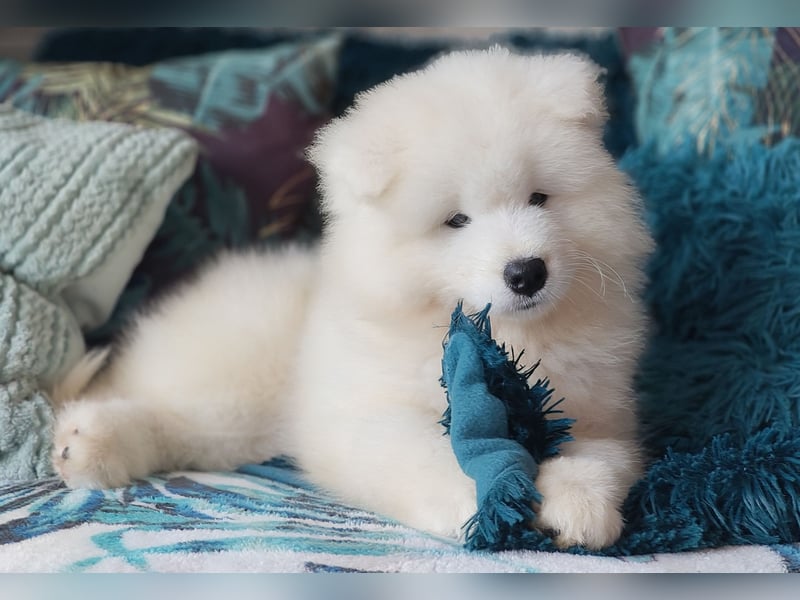 Samojed – besondere welpen aus einer sorgfältig geplanten verpaarung | Monastery of Alias