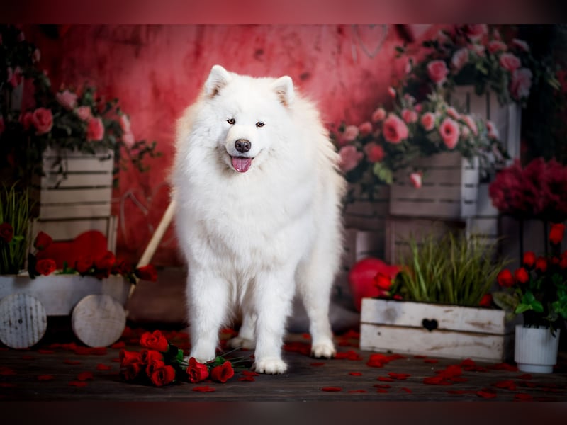 Samojed – besondere welpen aus einer sorgfältig geplanten verpaarung | Monastery of Alias