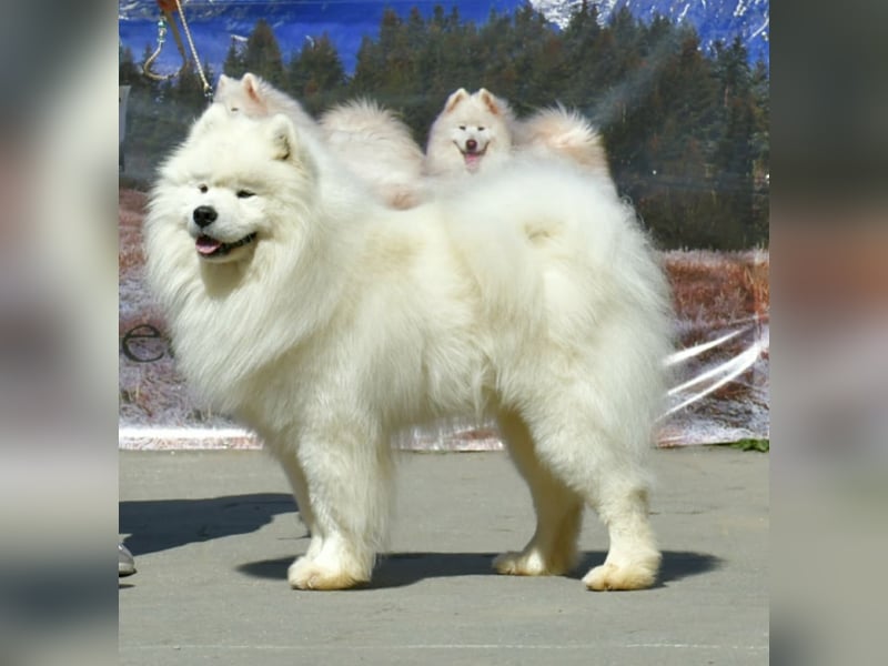 Samojed – besondere welpen aus einer sorgfältig geplanten verpaarung | Monastery of Alias