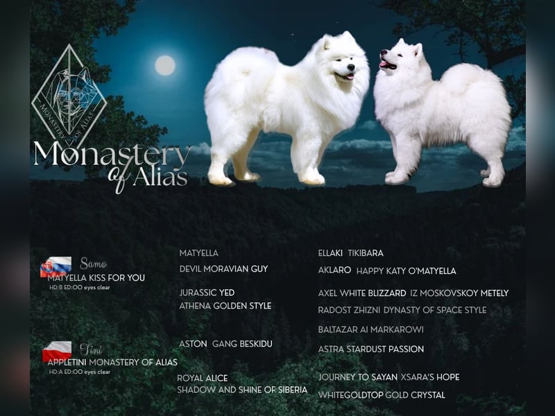 Samojed – besondere welpen aus einer sorgfältig geplanten verpaarung | Monastery of Alias