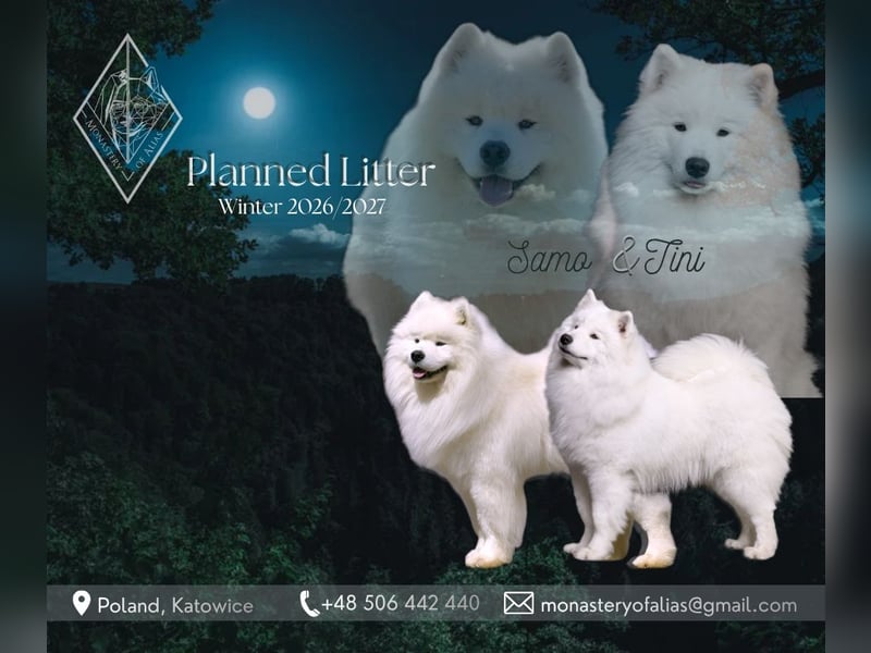 Samojed – besondere welpen aus einer sorgfältig geplanten verpaarung | Monastery of Alias