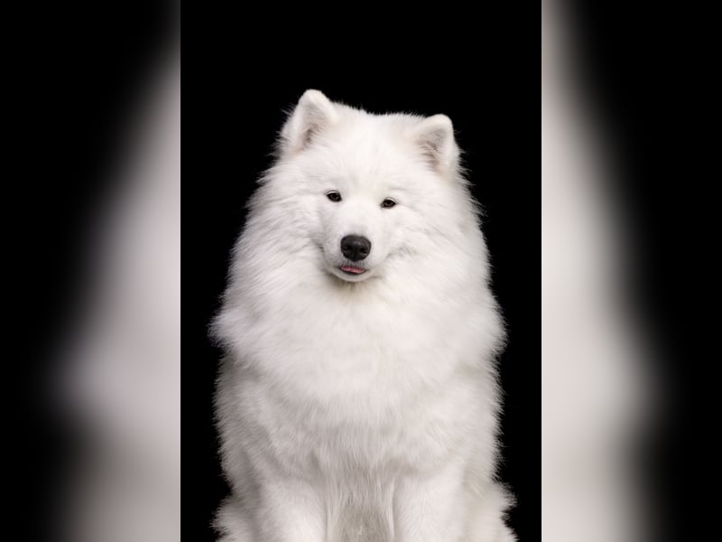 Samojed – besondere welpen aus einer sorgfältig geplanten verpaarung | Monastery of Alias
