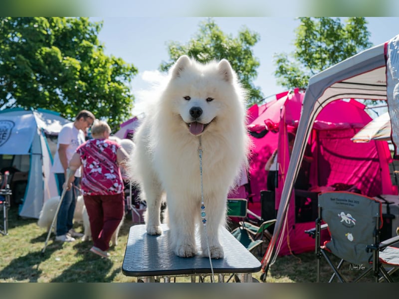 Samojed – besondere welpen aus einer sorgfältig geplanten verpaarung | Monastery of Alias