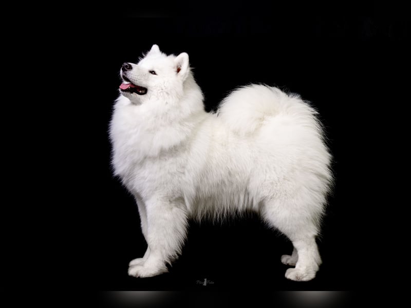 Samojed – besondere welpen aus einer sorgfältig geplanten verpaarung | Monastery of Alias