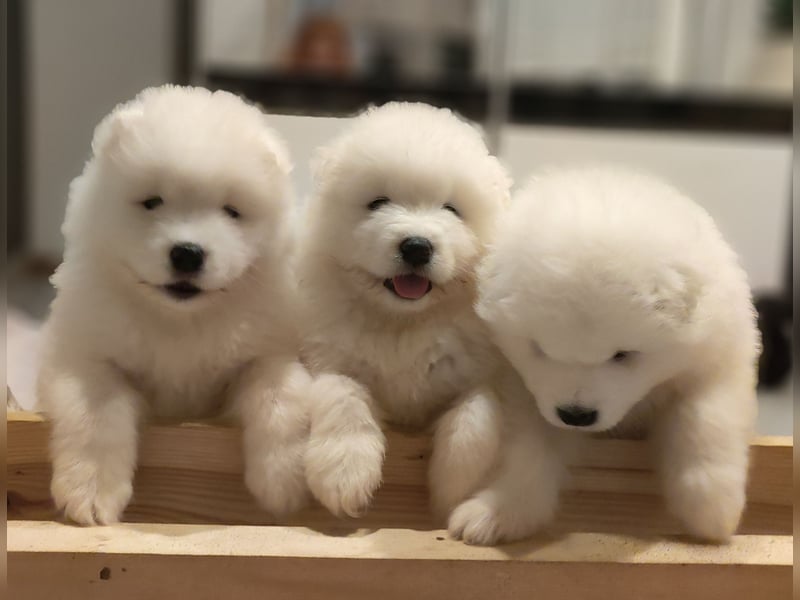 Samojed – besondere welpen aus einer sorgfältig geplanten verpaarung | Monastery of Alias