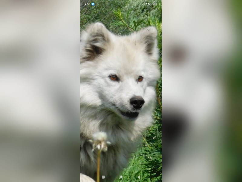 Mischling Samoede und russischer Layka sucht ein  Zuhause.