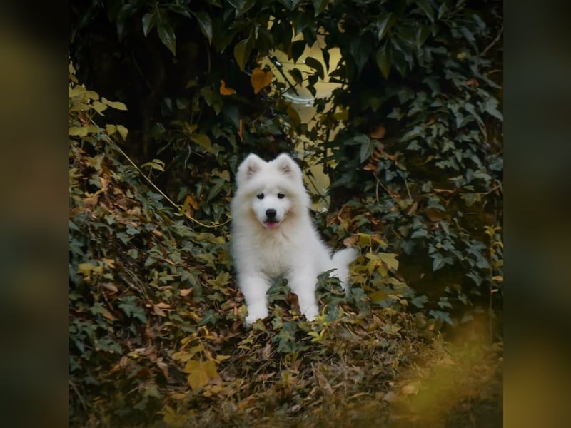 Samojede