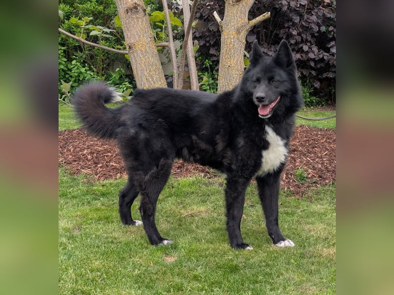 Toller Jack sucht aktive Familie