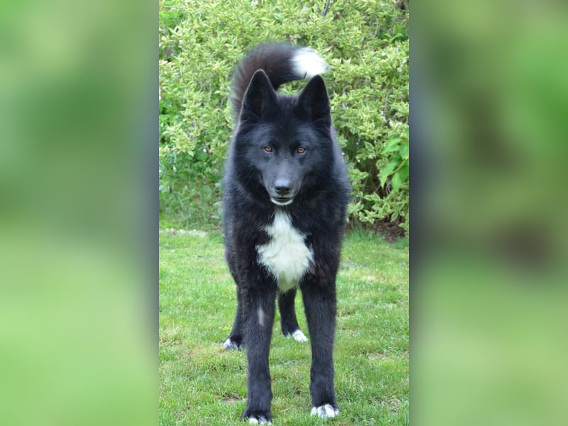 Toller Jack sucht aktive Familie