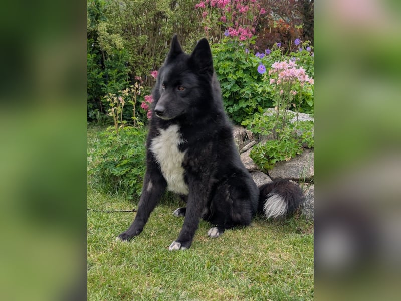 Toller Jack sucht aktive Familie