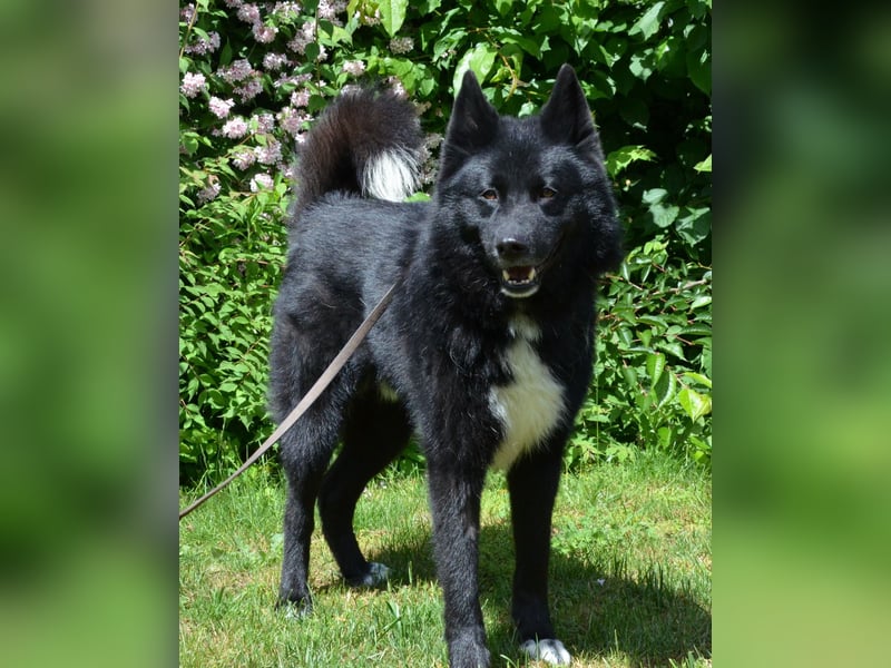 Toller Samojedenhütehundmischling Jack sucht ein Zuhause