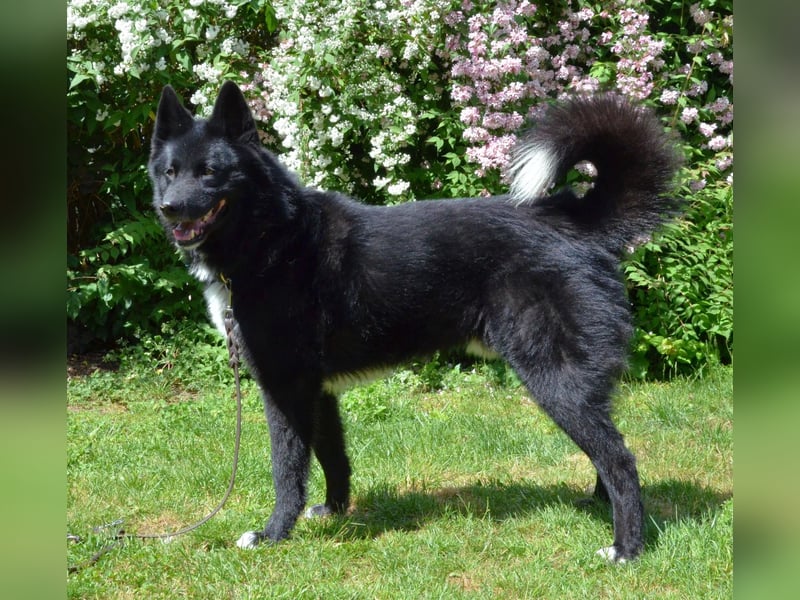 Toller Samojedenhütehundmischling Jack sucht ein Zuhause