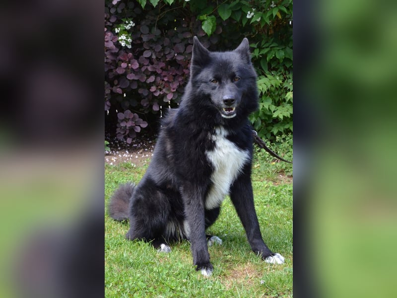 Toller Samojedenhütehundmischling Jack sucht ein Zuhause