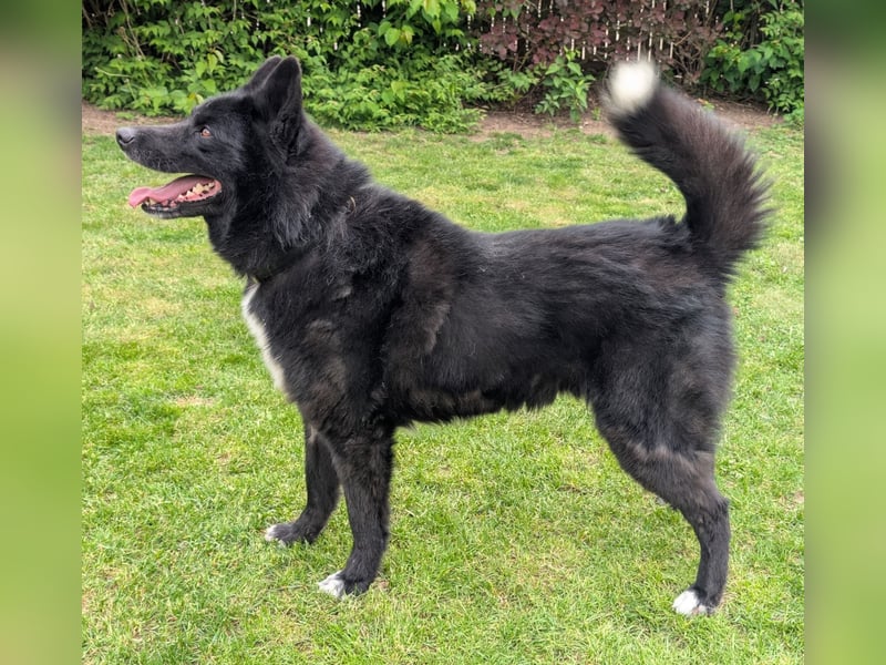 Toller Jack sucht aktive Familie