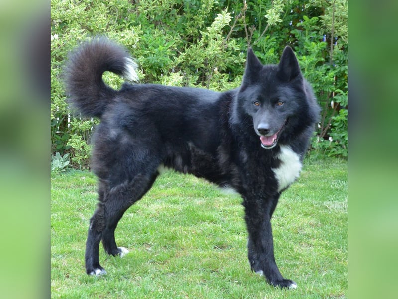 Toller Jack sucht aktive Familie