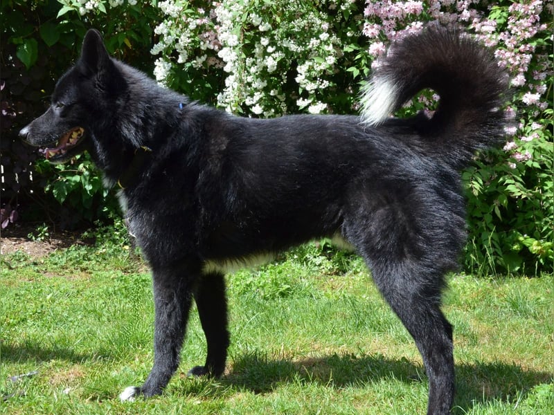 Toller Samojedenhütehundmischling Jack sucht ein Zuhause
