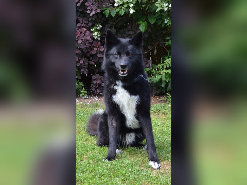 Toller Samojedenhütehundmischling Jack sucht ein Zuhause