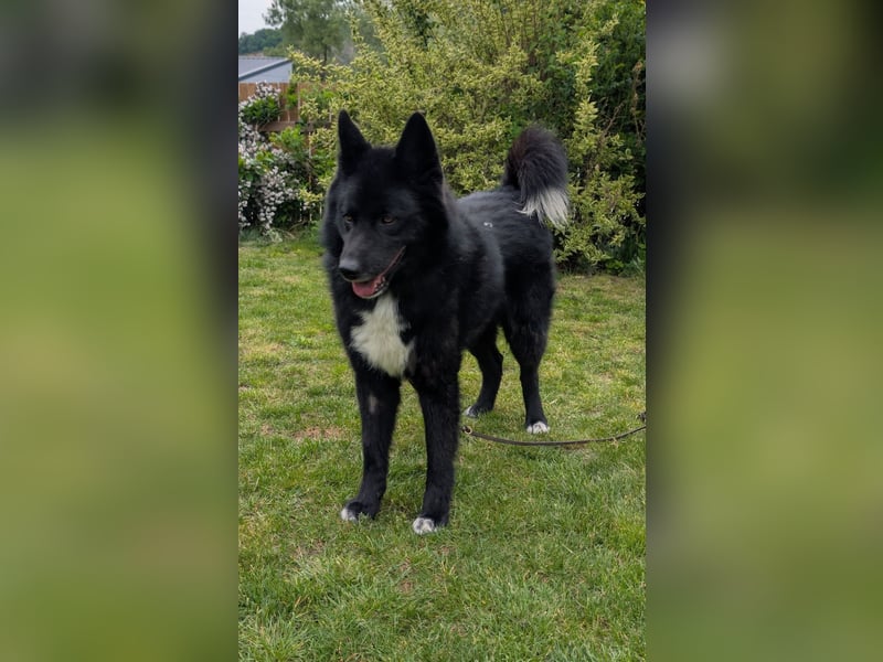 Toller Jack sucht aktive Familie