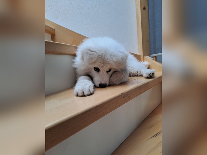 Samojede Welpe+Ausstattung