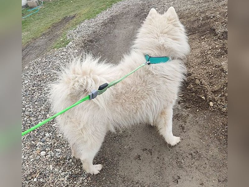 (R) ❤️ wunderschöner Samojede LEO - 3 Jahre, 55cm/25kg