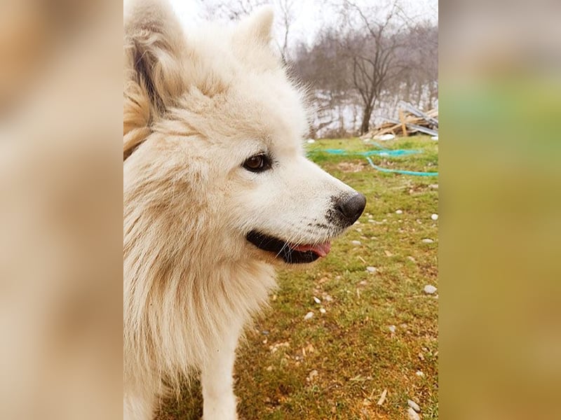(R) ❤️ wunderschöner Samojede LEO - 3 Jahre, 55cm/25kg