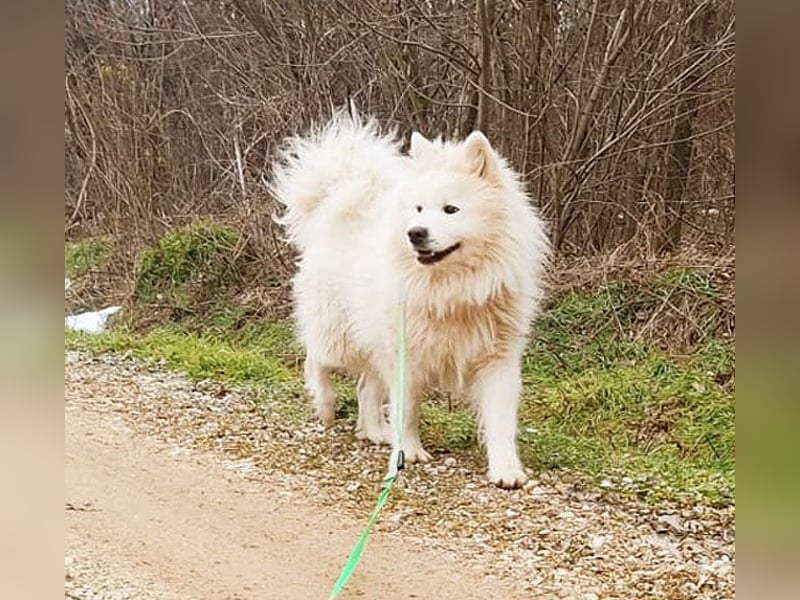 (R) ❤️ wunderschöner Samojede LEO - 3 Jahre, 55cm/25kg