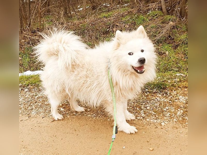 (R) ❤️ wunderschöner Samojede LEO - 3 Jahre, 55cm/25kg