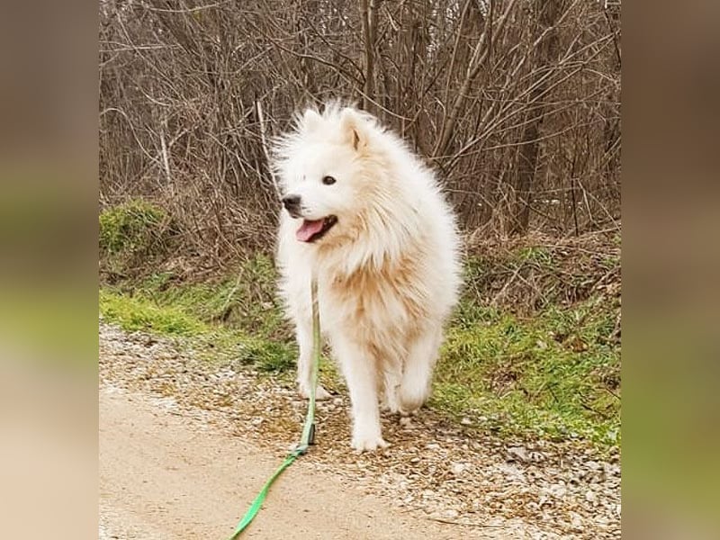 (R) ❤️ wunderschöner Samojede LEO - 3 Jahre, 55cm/25kg
