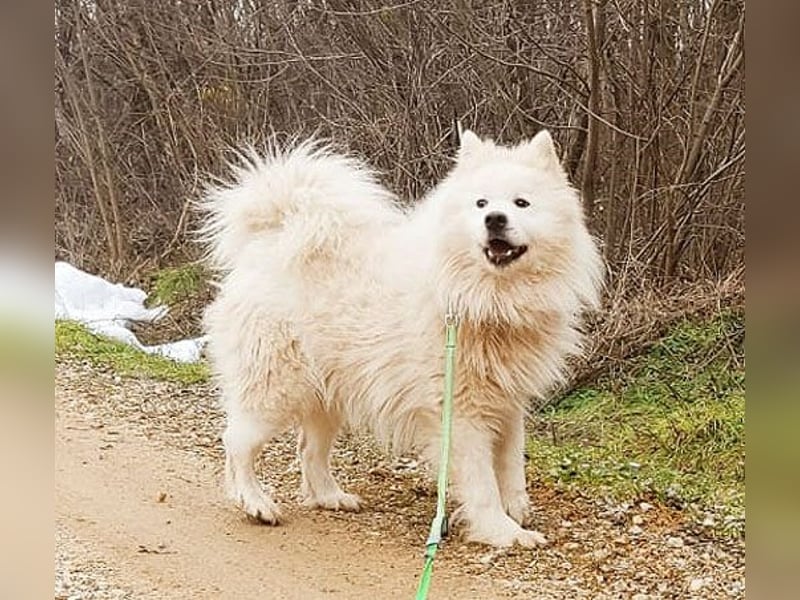 (R) ❤️ wunderschöner Samojede LEO - 3 Jahre, 55cm/25kg
