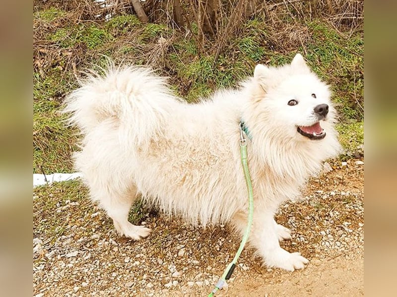 (R) ❤️ wunderschöner Samojede LEO - 3 Jahre, 55cm/25kg