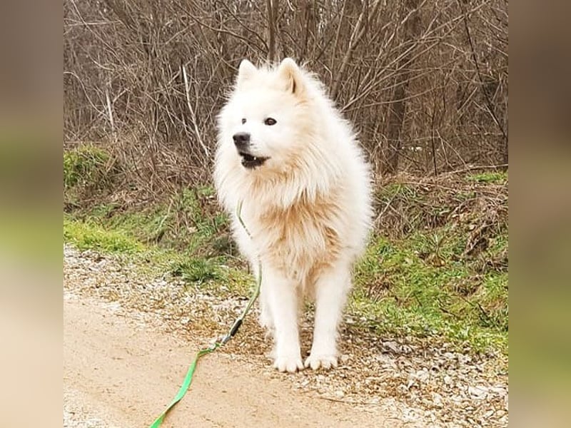 (R) ❤️ wunderschöner Samojede LEO - 3 Jahre, 55cm/25kg