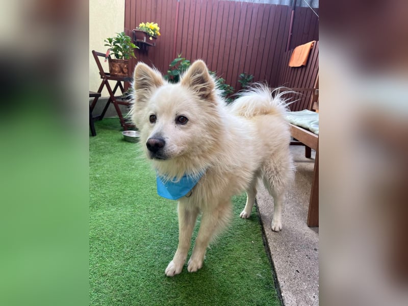Mishka SR – sanfter Schneebär sucht ruhiges Zuhause