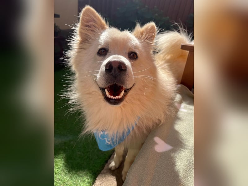 Mishka SR – sanfter Schneebär sucht ruhiges Zuhause