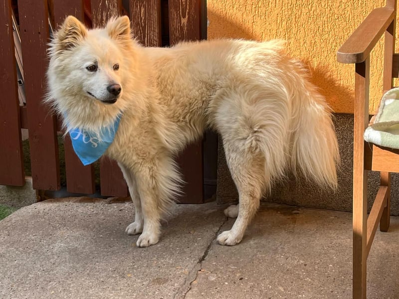 Mishka SR – sanfter Schneebär sucht ruhiges Zuhause