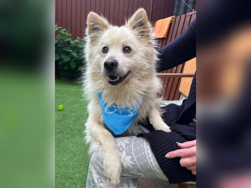Mishka SR – sanfter Schneebär sucht ruhiges Zuhause