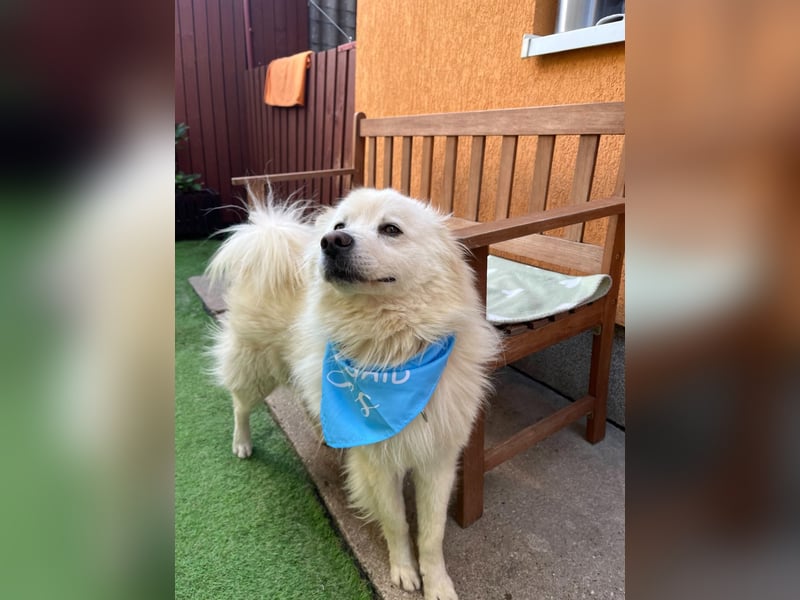 Mishka SR – sanfter Schneebär sucht ruhiges Zuhause