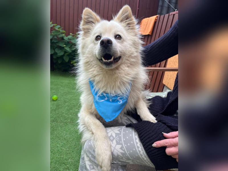 Mishka SR – sanfter Schneebär sucht ruhiges Zuhause