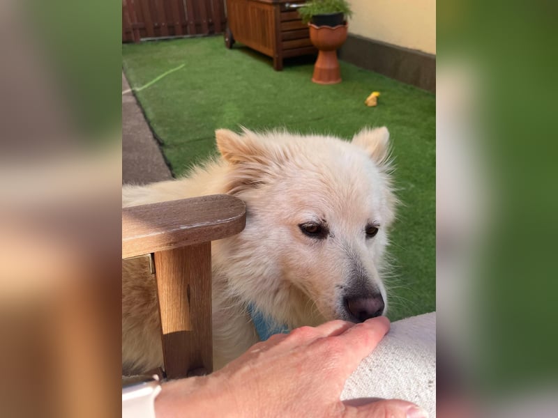 Mishka SR – sanfter Schneebär sucht ruhiges Zuhause