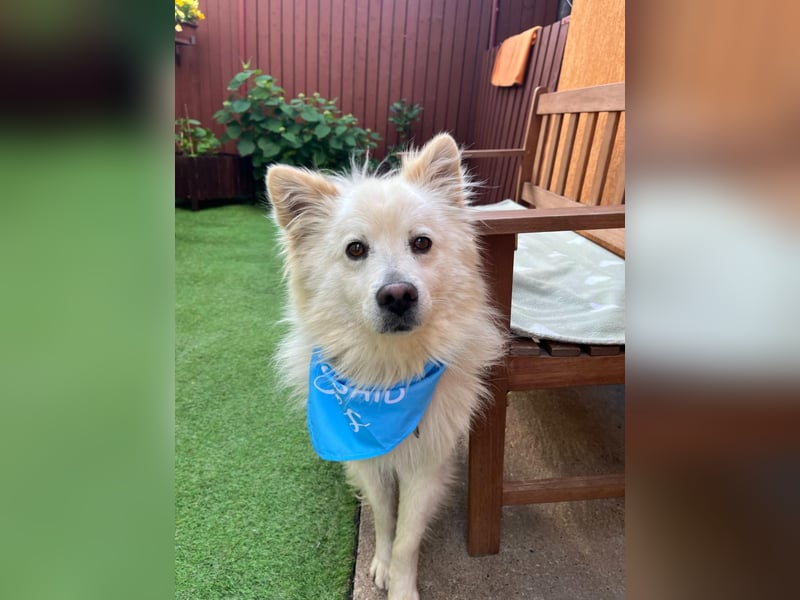 Mishka SR – sanfter Schneebär sucht ruhiges Zuhause