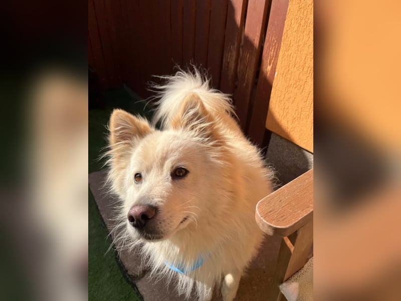 Mishka SR – sanfter Schneebär sucht ruhiges Zuhause