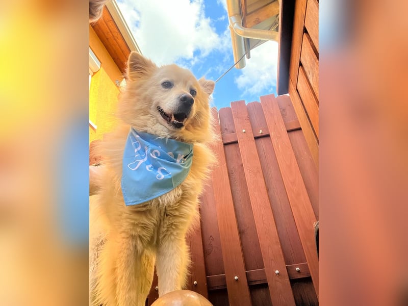 Mishka SR – sanfter Schneebär sucht ruhiges Zuhause
