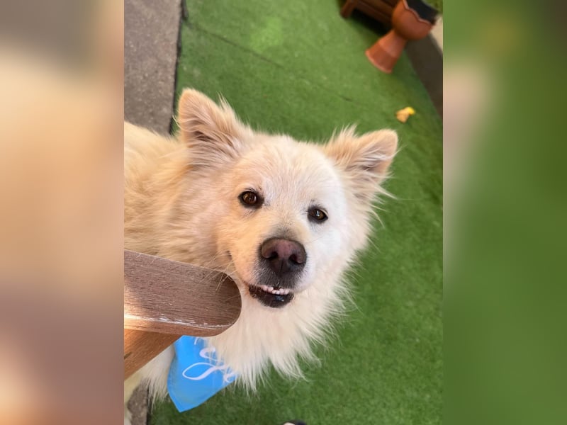 Mishka SR – sanfter Schneebär sucht ruhiges Zuhause