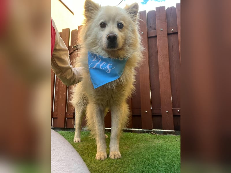 Mishka SR – sanfter Schneebär sucht ruhiges Zuhause