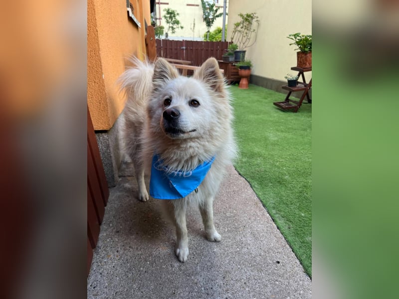 Mishka SR – sanfter Schneebär sucht ruhiges Zuhause