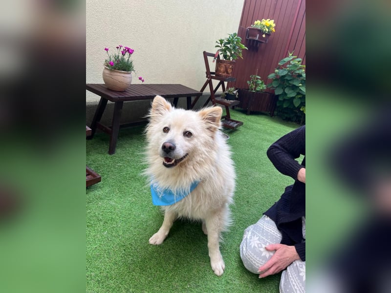 Mishka SR – sanfter Schneebär sucht ruhiges Zuhause